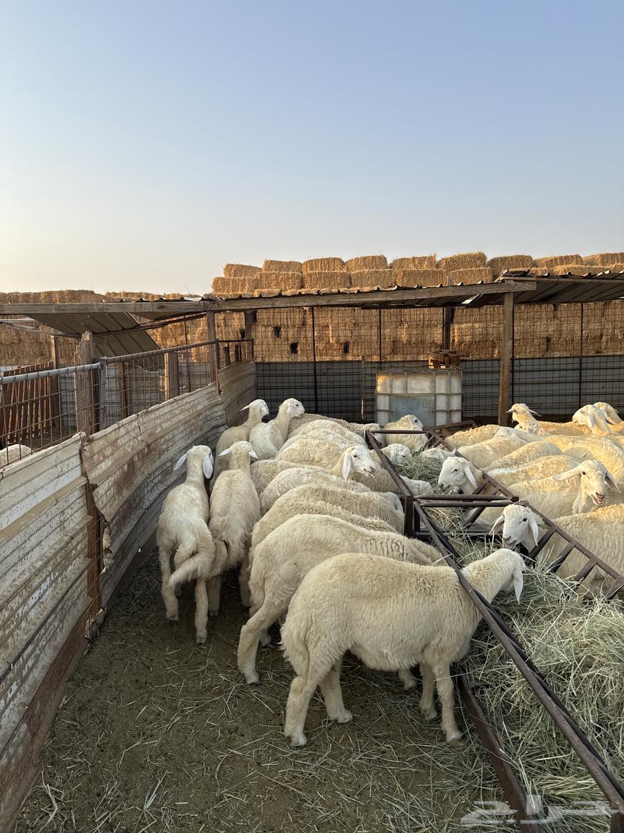 طليان ورخال حريه64549797944835113