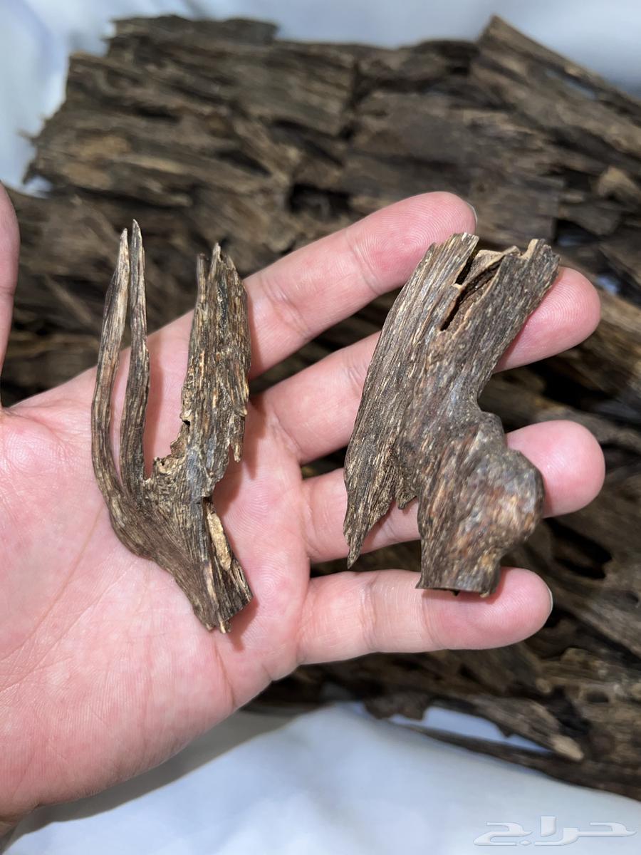 عود هندي64552105621763114