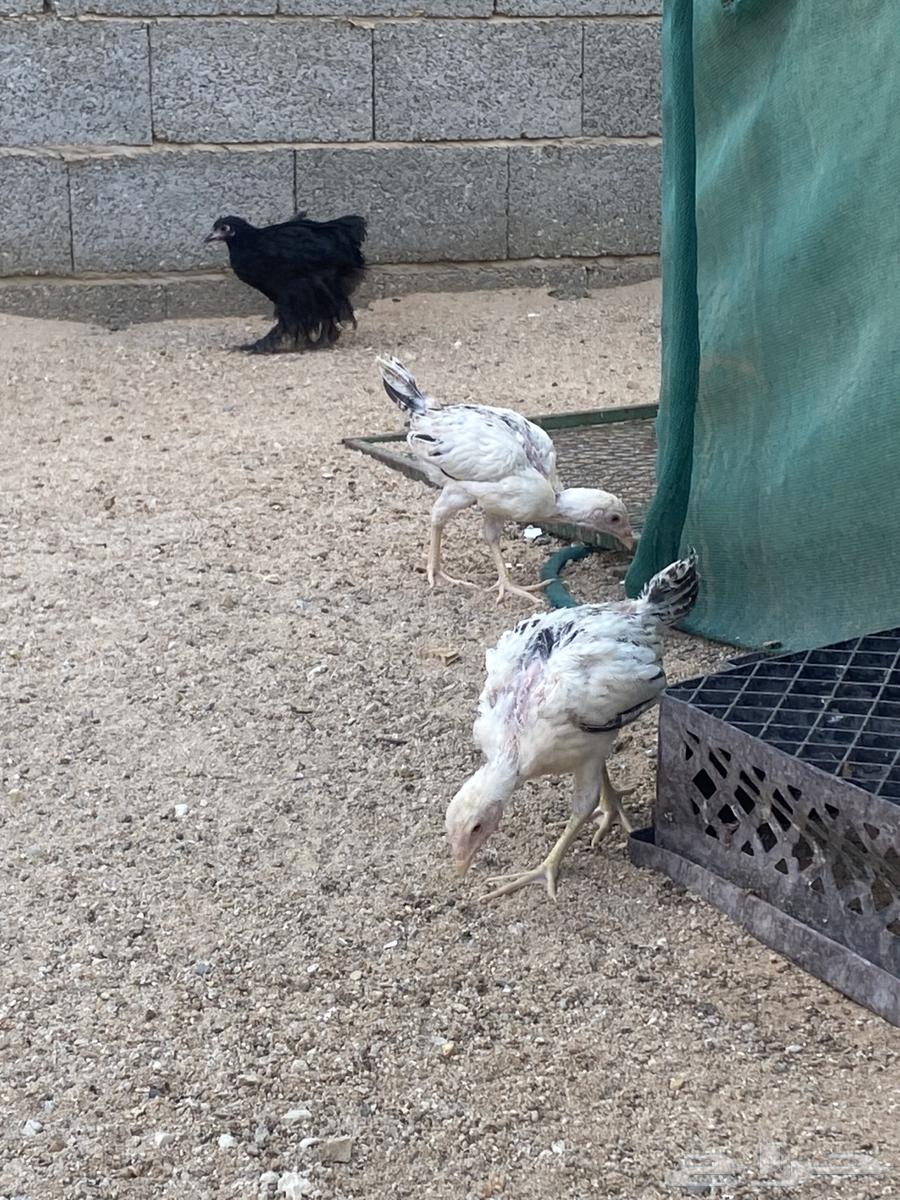 Persian Chicken64547207705089110