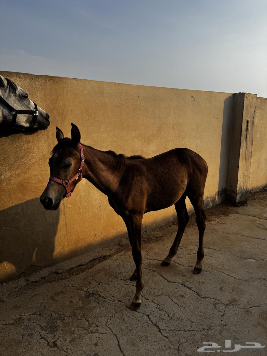 مهرة شعبية سليمة للبيع64549861506434114