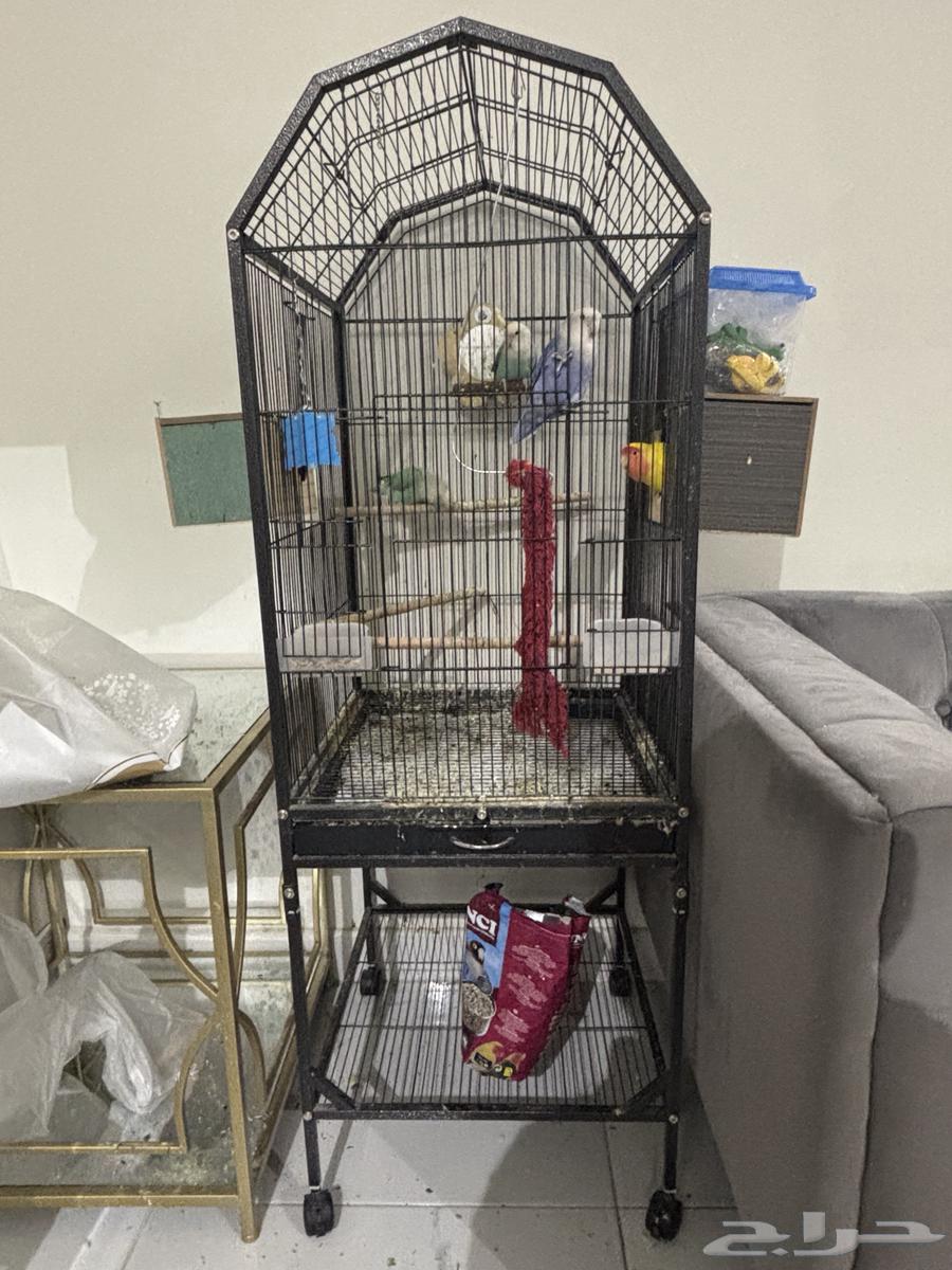 طيور روز جوزين وذكر64546999024131110