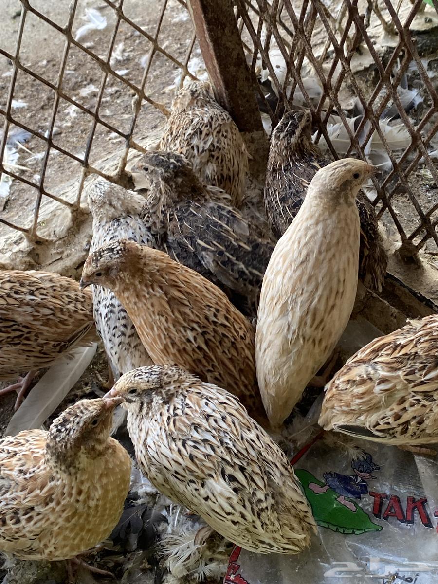 White quails for sale64545174636419110