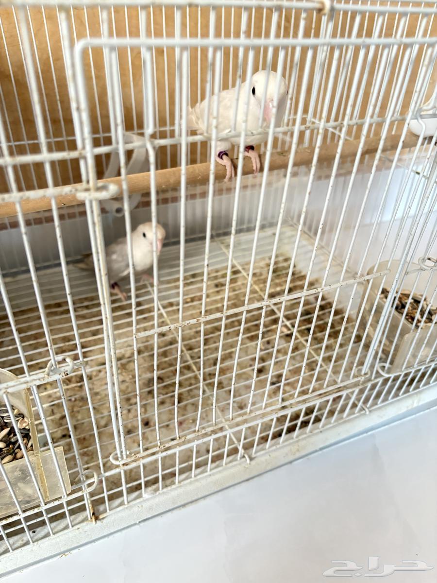 للبيع اجوز روز منتجه64545602058369110