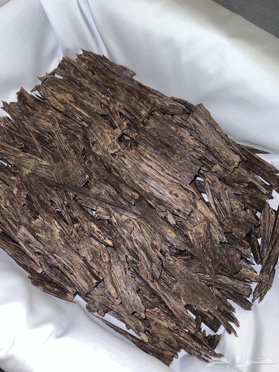 عود هندي64552105621763113