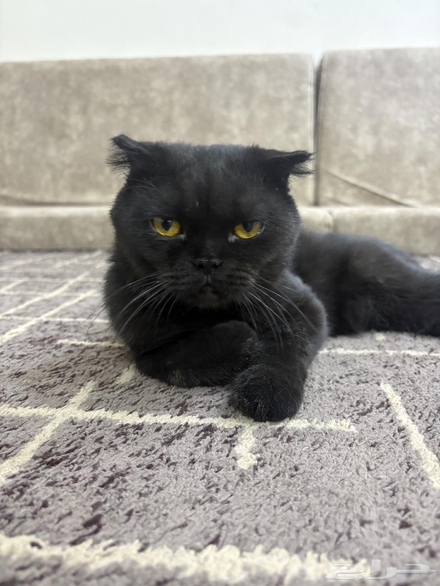 قطط سكوتش للبيع64547846907395111