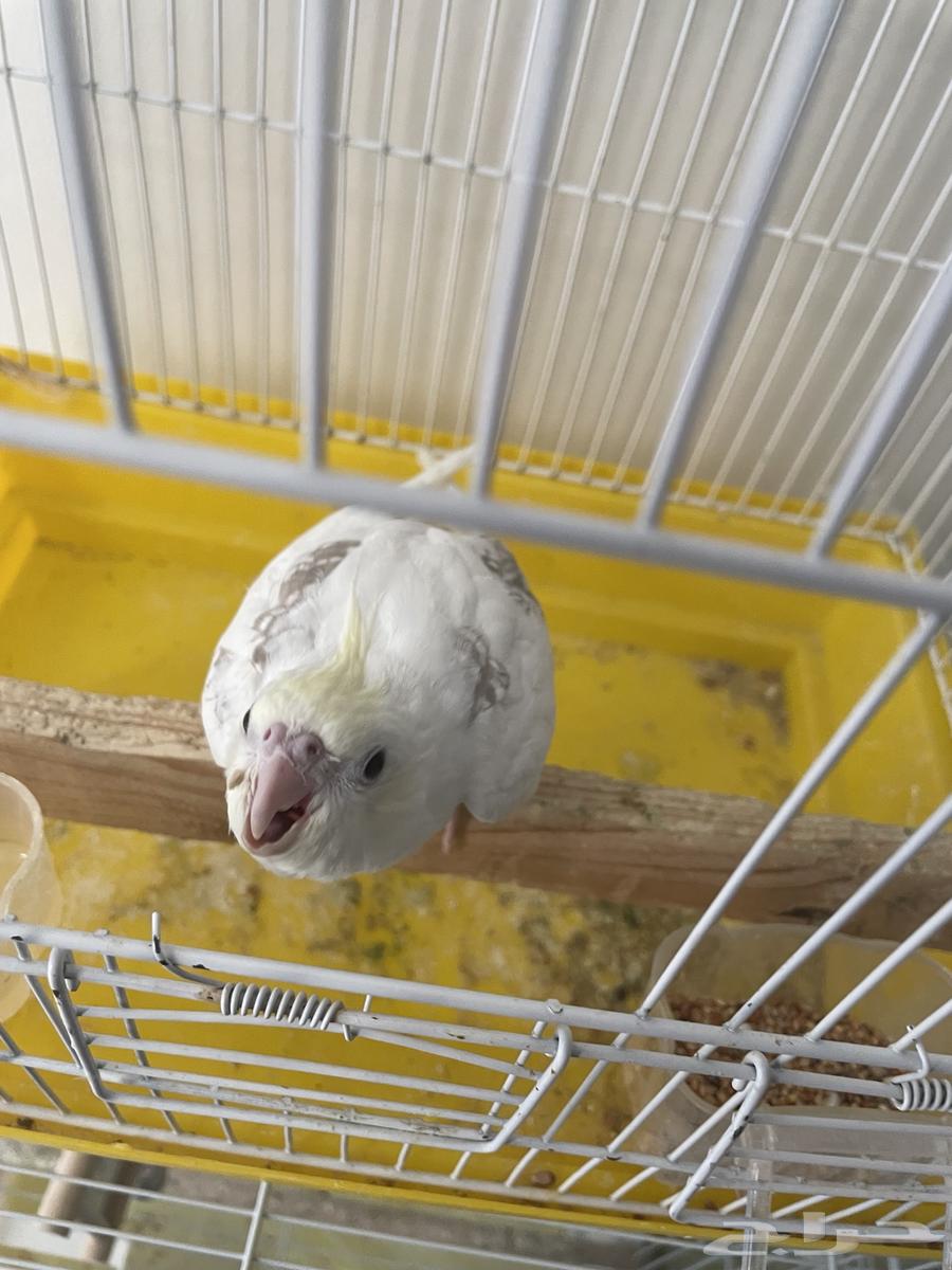 Farkh Karawan Kareemi Face Heavy Bid Hadd Nshibeh64549106915970111