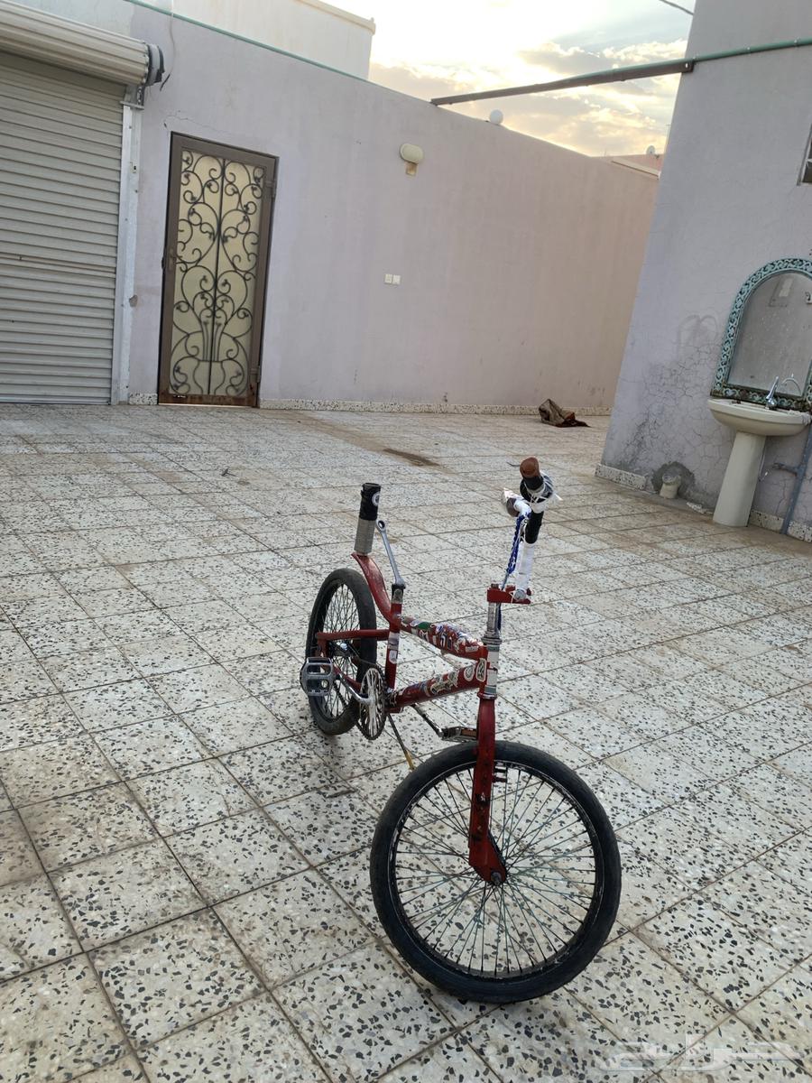 كوبرا للبيع64546158780418111