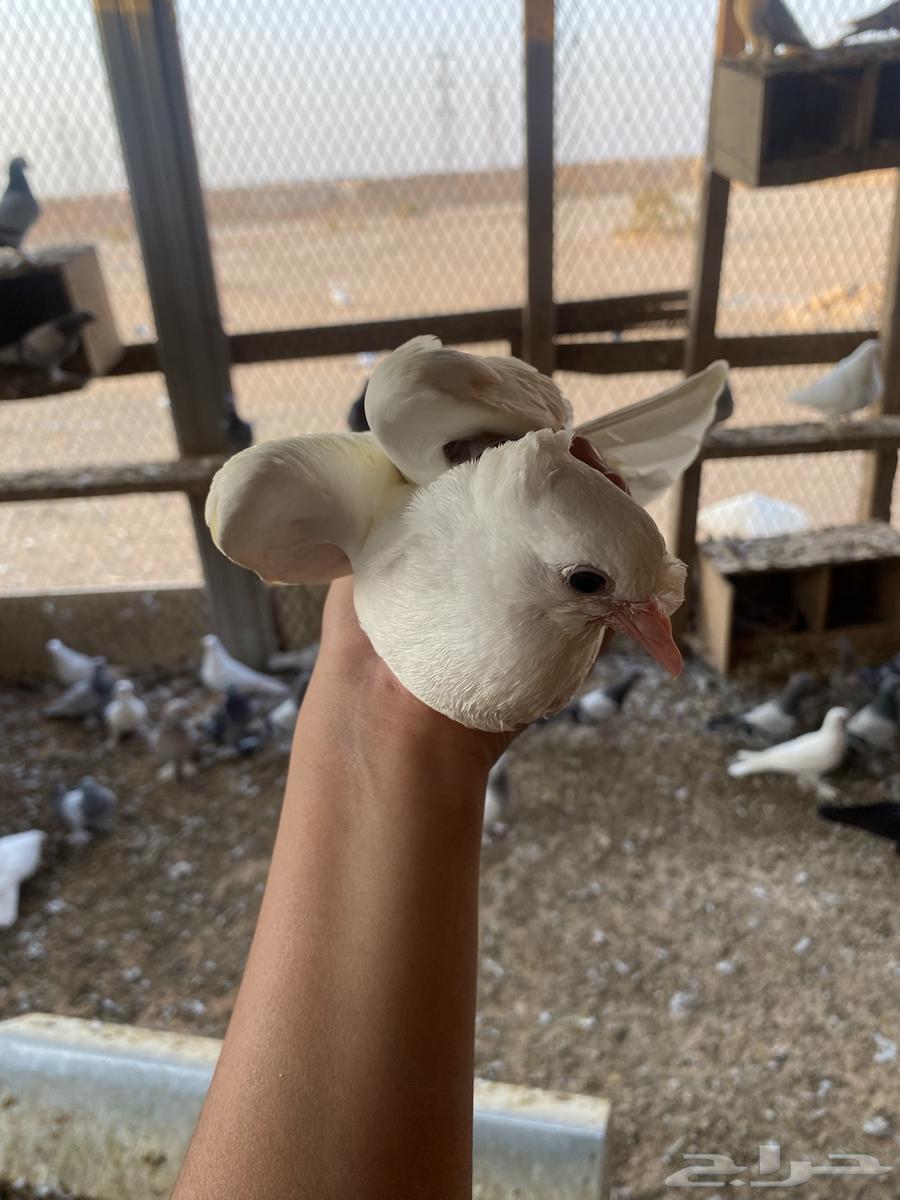 السلام عليكم. يوجد لي طبات اخوان بيض عمره شهر وصحه ممتازه64545475548418111