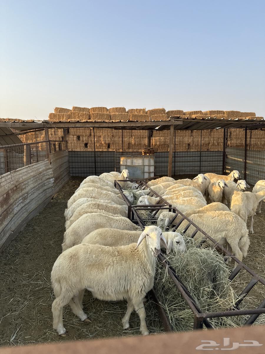 طليان ورخال حريه64549797944835114