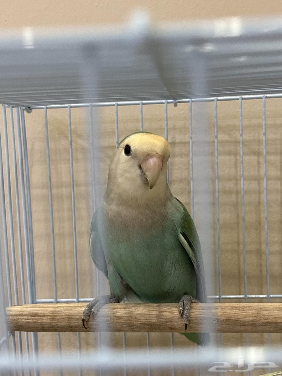 زوج روز للبيع بياض64549387721475111