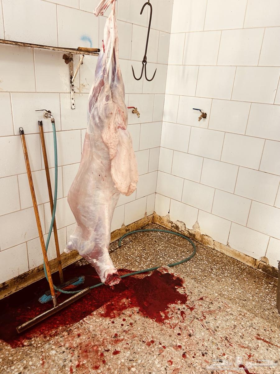 طليان64551661721346114