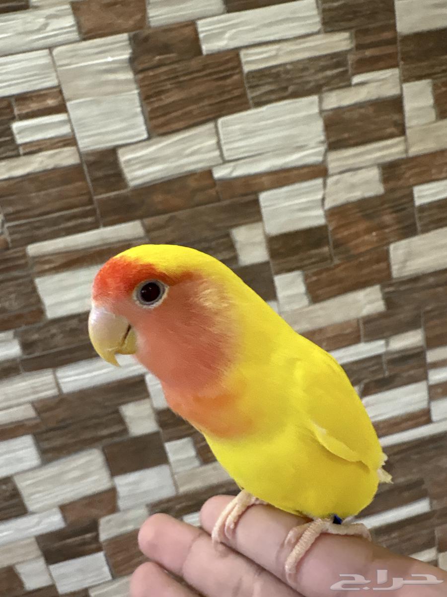 زوج روز للبيع بياض64549387721475112