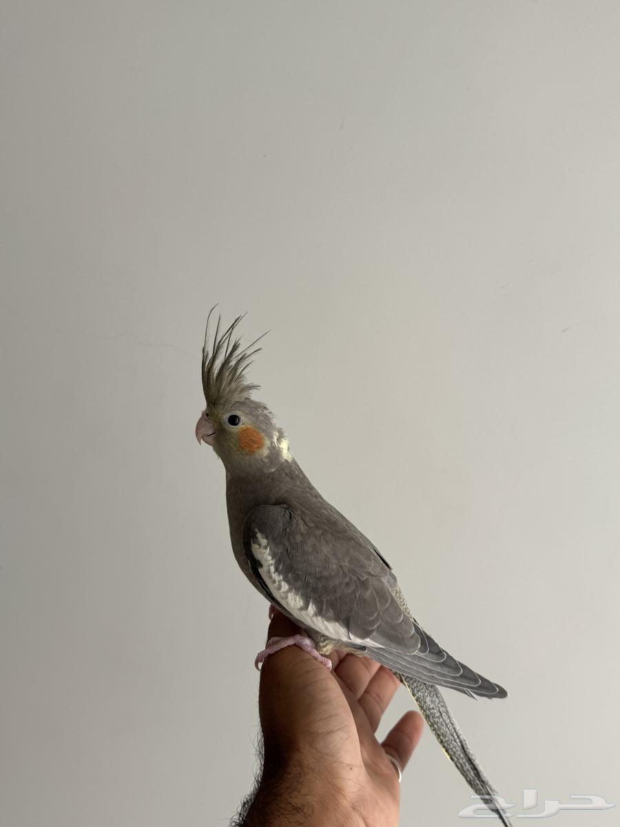 فرخ كروان اليف64546082371075110