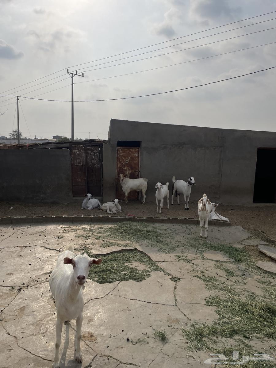 تيس للبيع64549303518723112