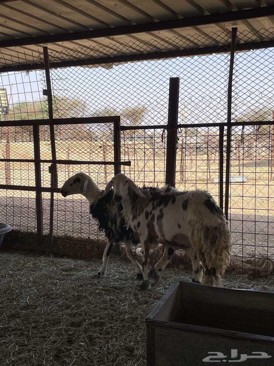 رخال ثنوات دفيع شرط سونار64549959368706110