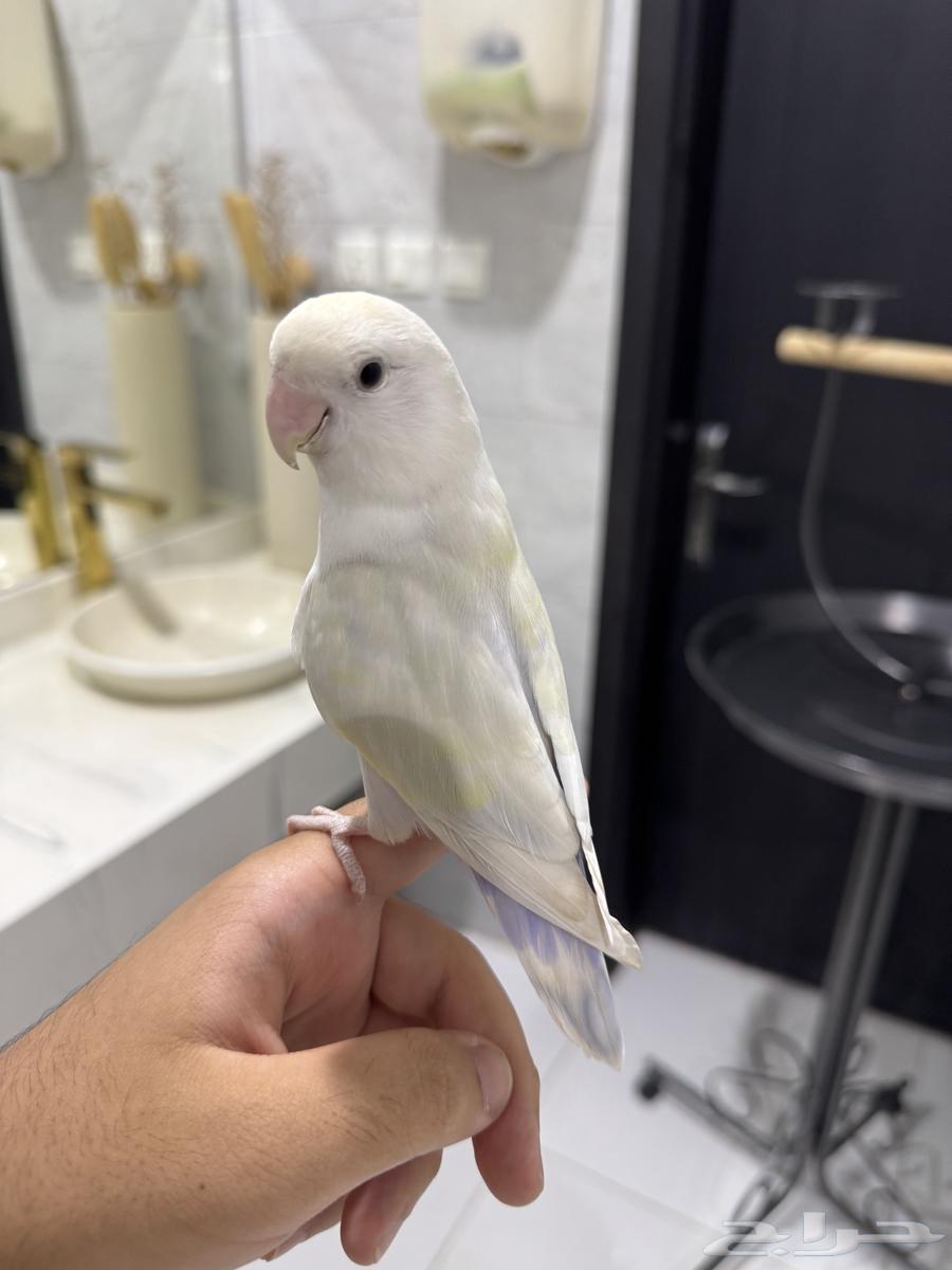 روز اليف وهدد للبيع64552163453186113