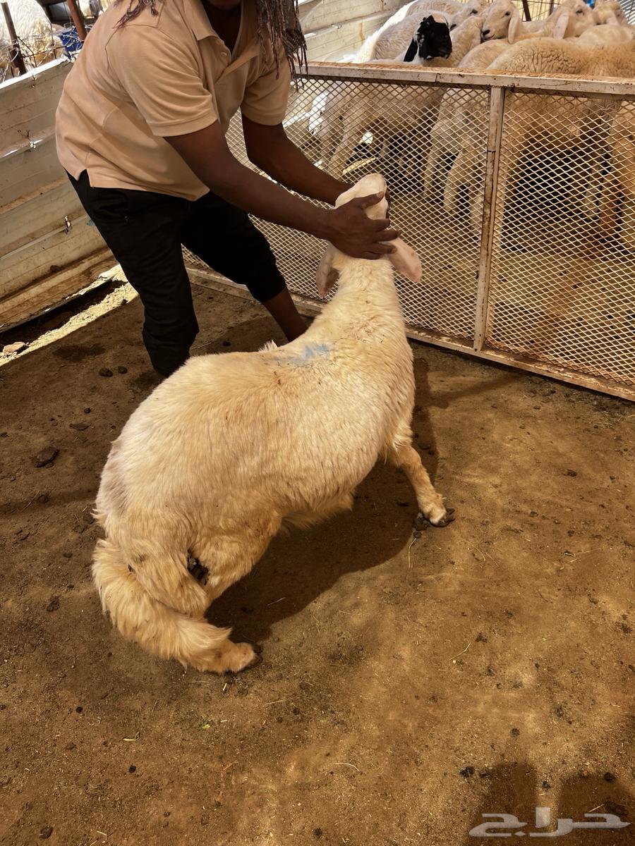 طلي حري عقيقة و ضيافة و ثلاجة64550718388099113