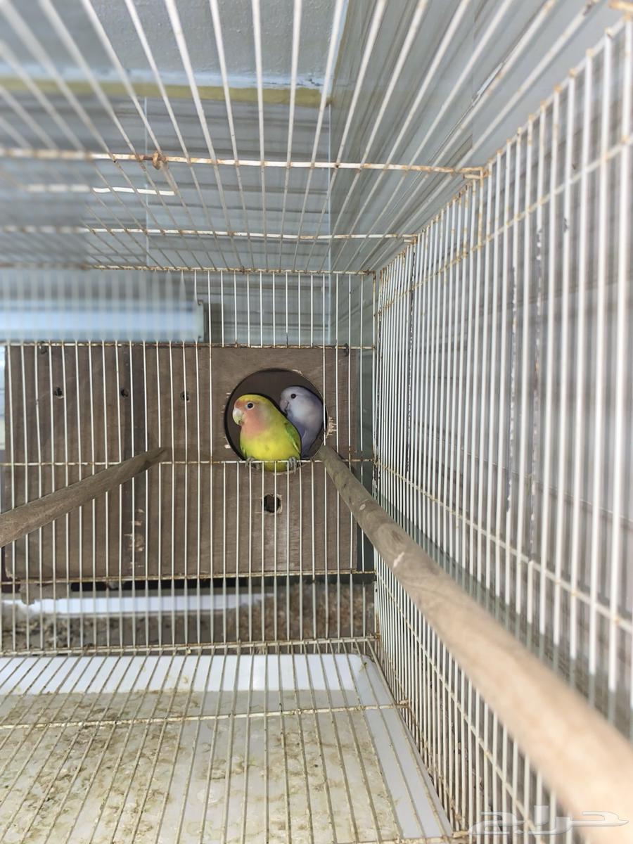 Rose marriage, product on condition, previously produced, health 100, price 55064550275357569111