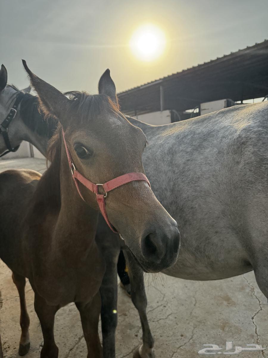 مهرة شعبية سليمة للبيع64549861506434113