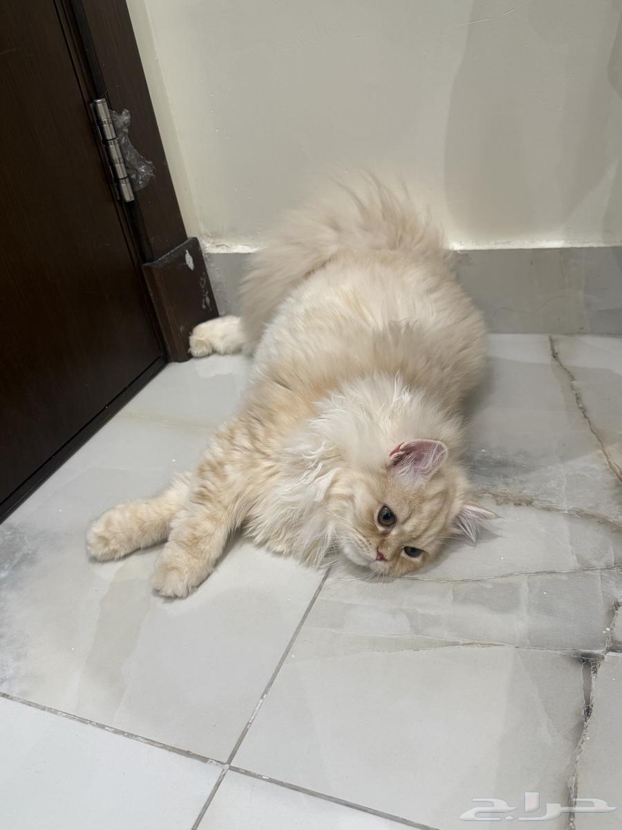 قطة للبيع64552463019651114