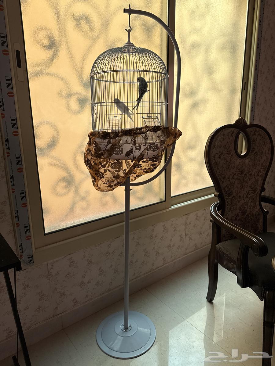 طيور الحب ( البادجي )64548504918018110