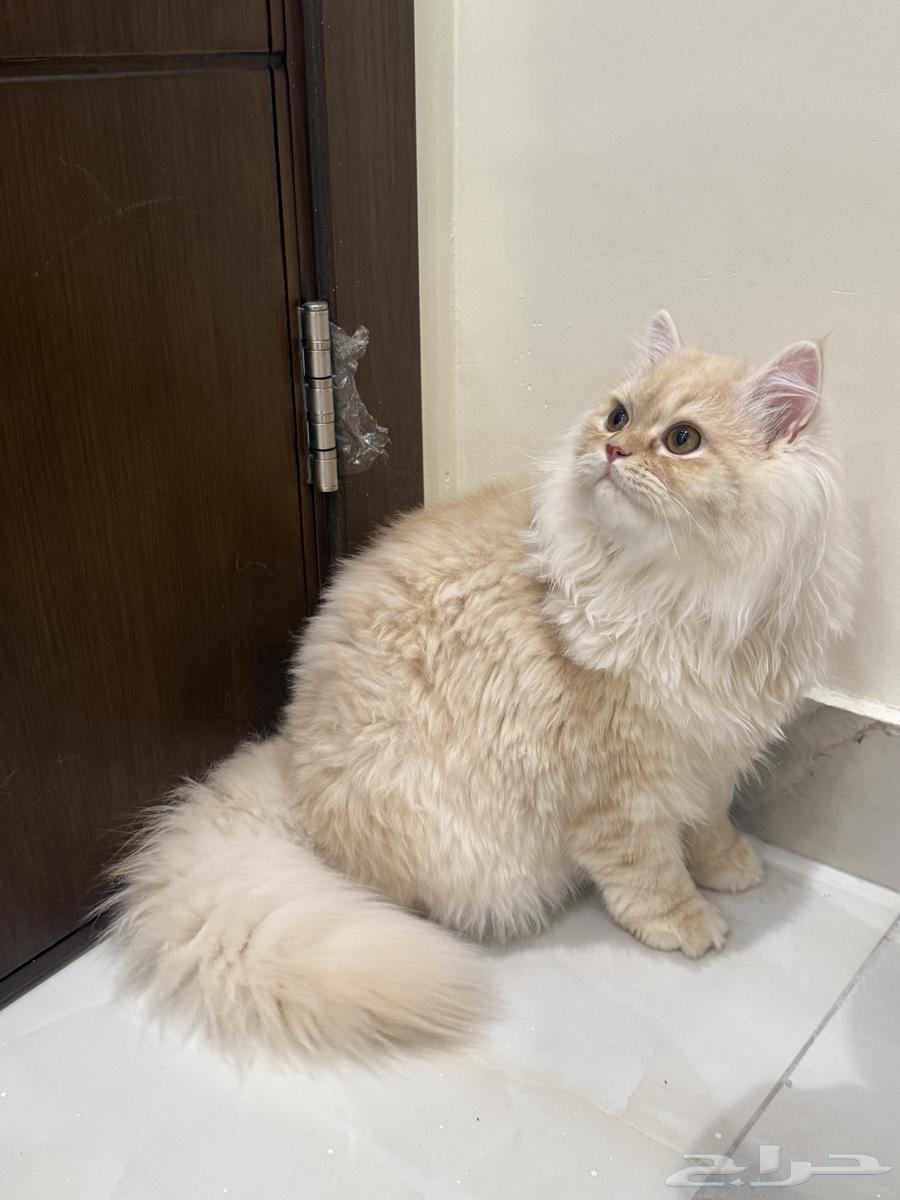 قطة للبيع64552463019651113