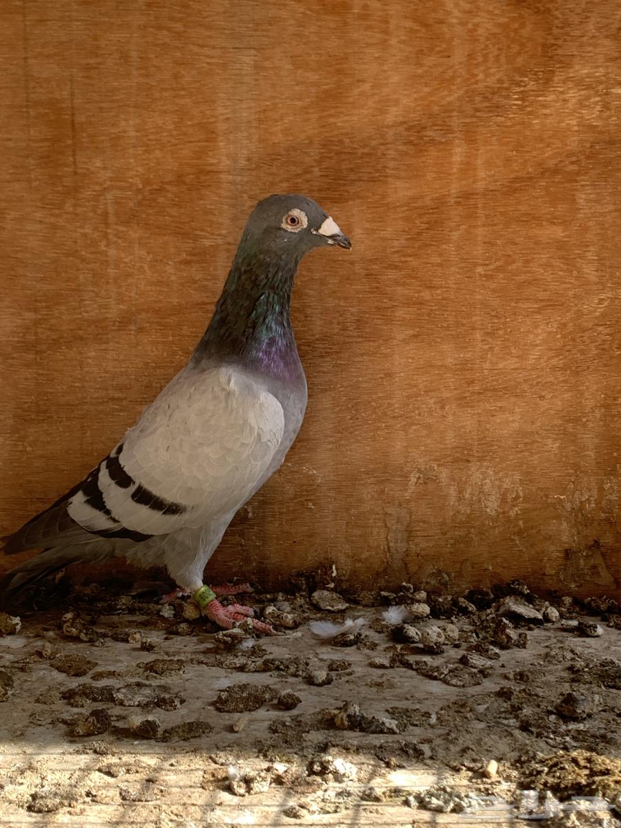 للبيع حمام زاجل سباق 2023 حجم وجرم توب64548266541313114