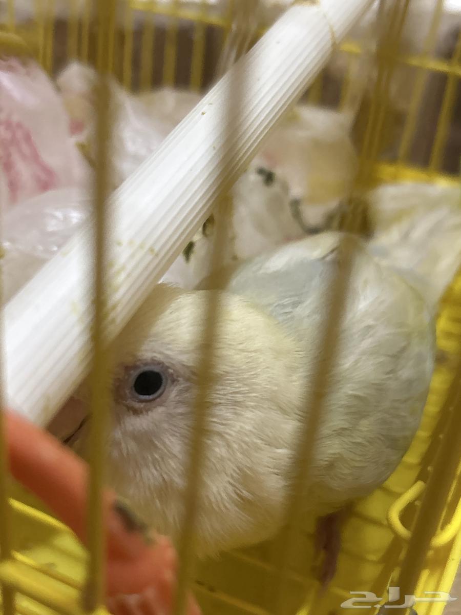 Bird of the day64547749486723110