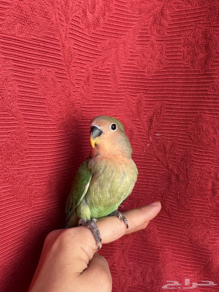 ( تم البيع الله يبارك ) طير روز اليف هدد نشبهه مناسب ل64547666448001111