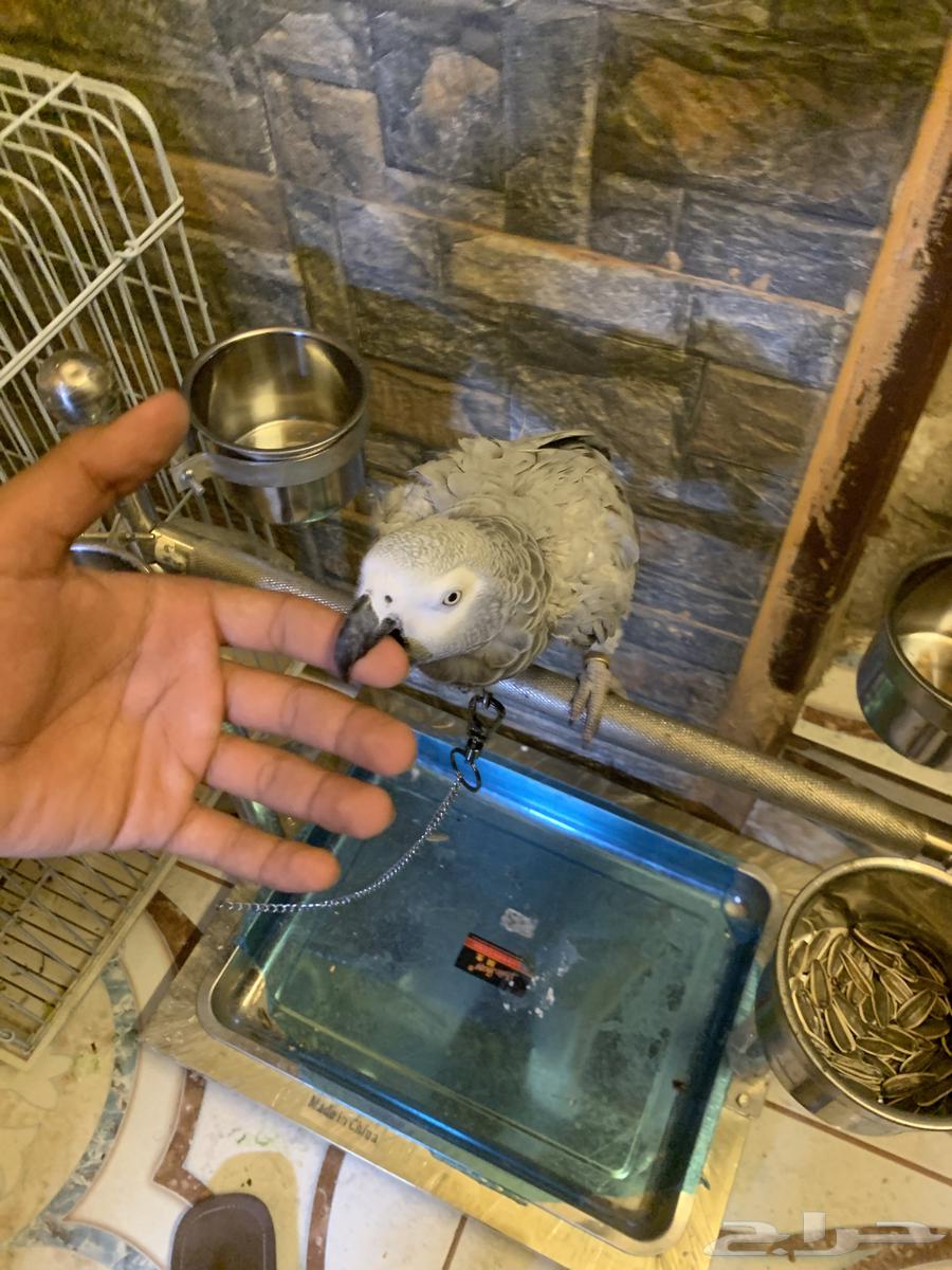 Casko for sale64551405652355112