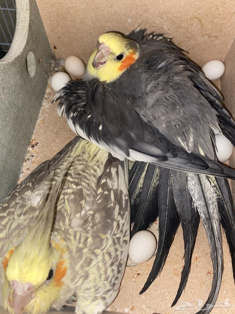 Crown Pair with Eggs64552732437891110