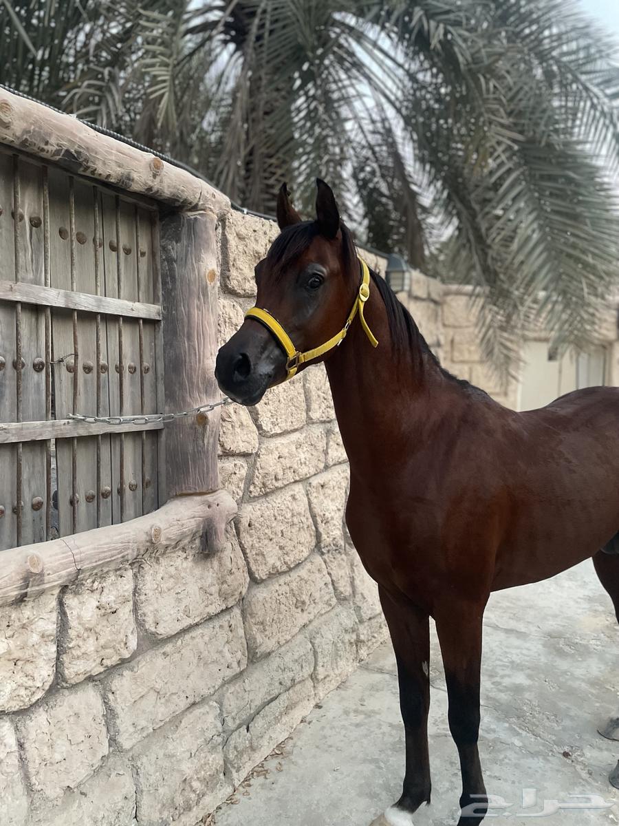 حصان واهو ولد كنز البداير64552434751363110