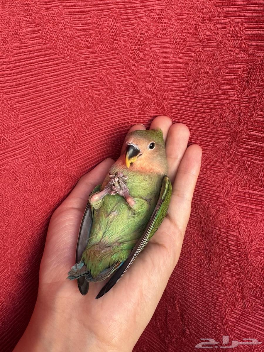 ( تم البيع الله يبارك ) طير روز اليف هدد نشبهه مناسب ل64547666448001110