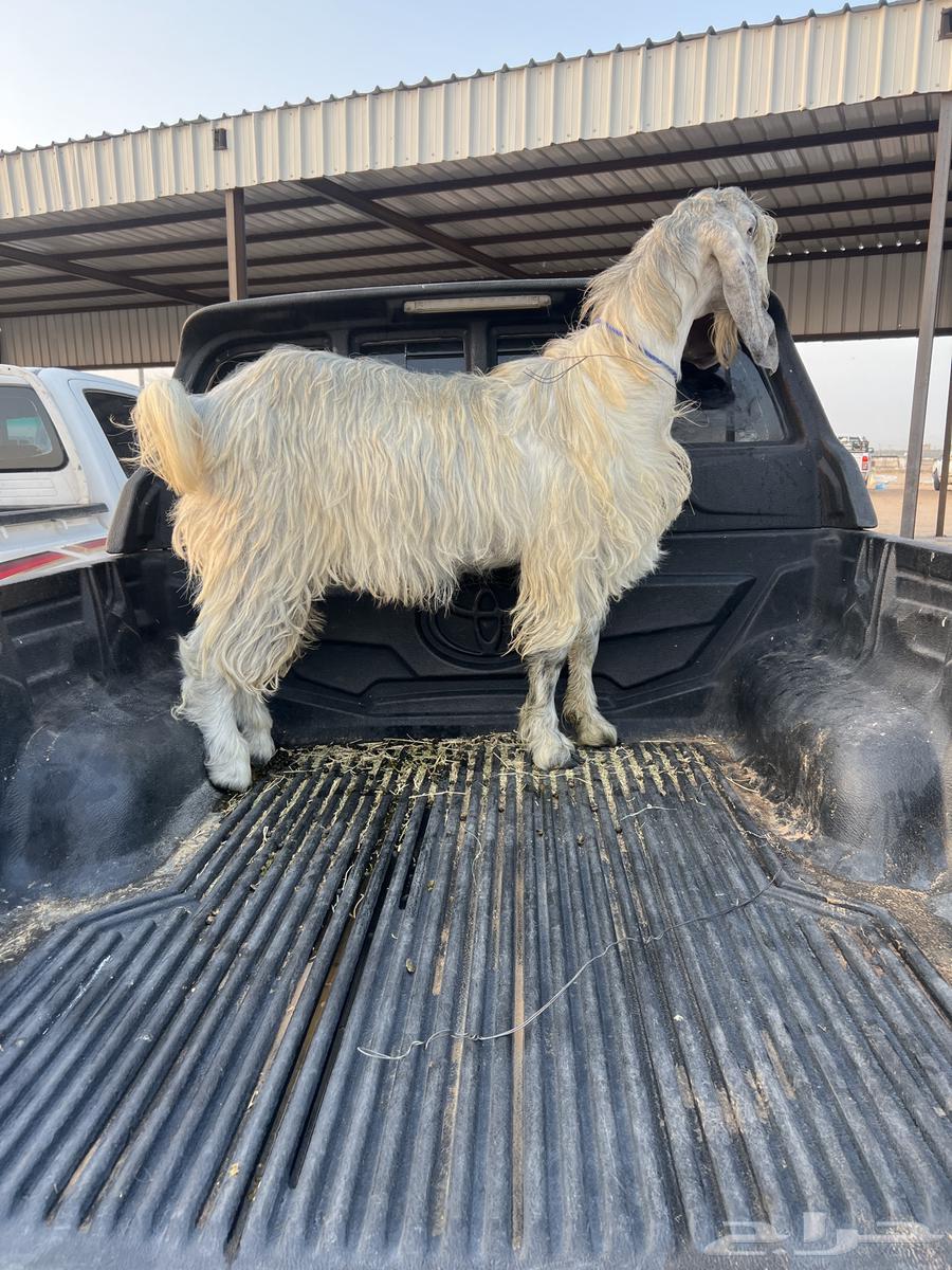 One and a half years old, meets all conditions64545104566147110