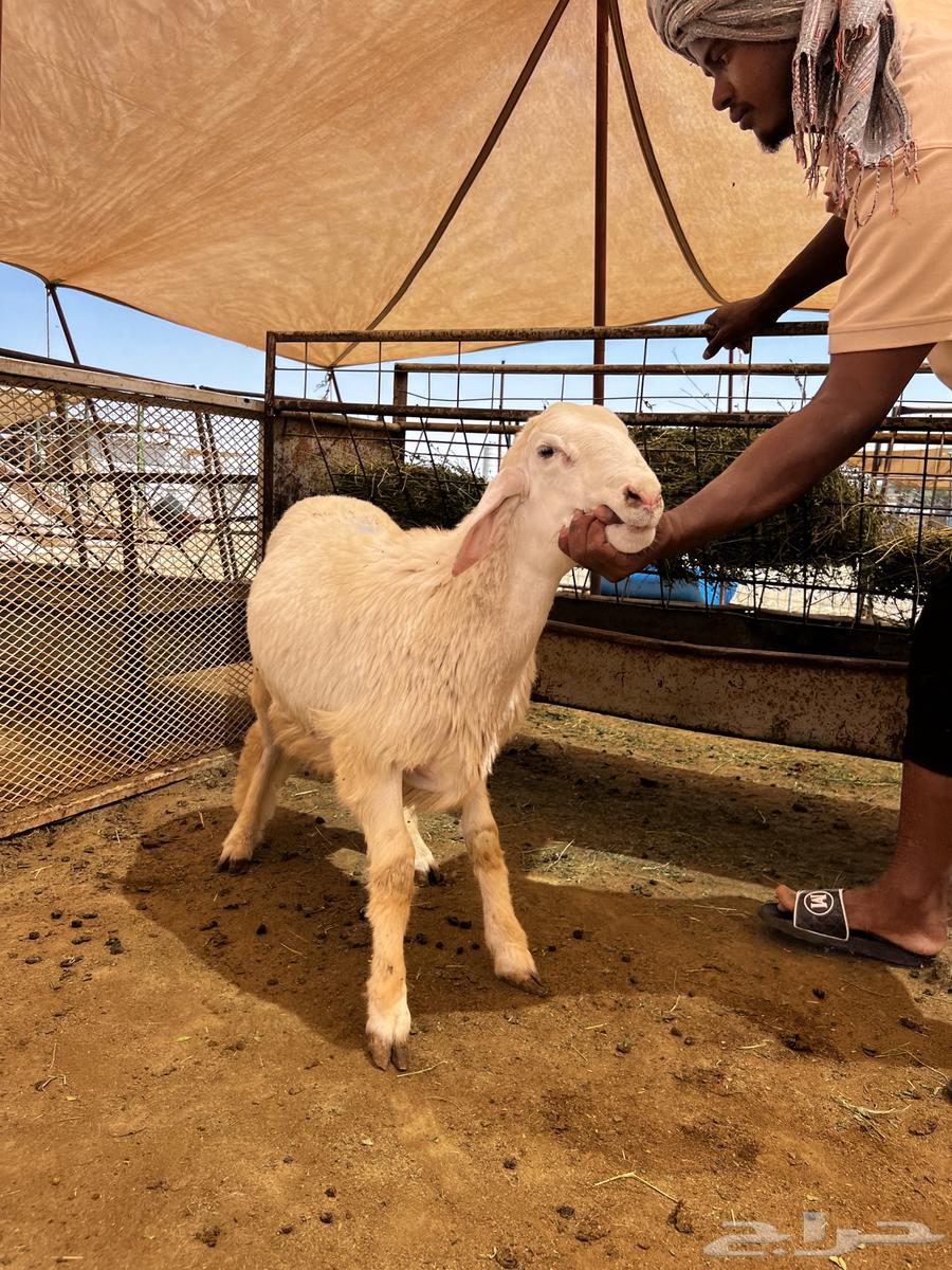 طلي حري عقيقة و ضيافة و ثلاجة64550718388099110