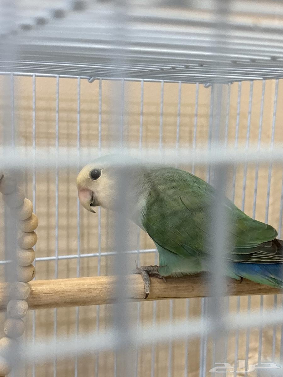 زوج روز للبيع بياض64549387721475114