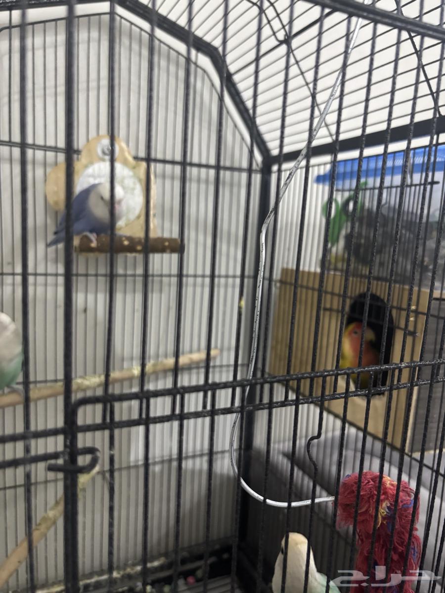 طيور روز جوزين وذكر64546999024131111