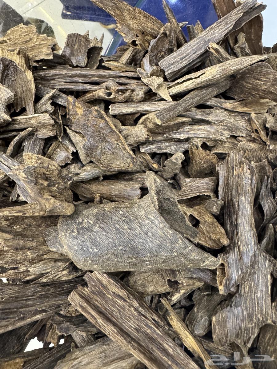 Types of Oud64545132731906112