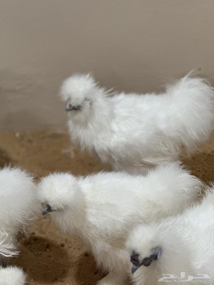 ديوك قطني امريكي64585868918786113