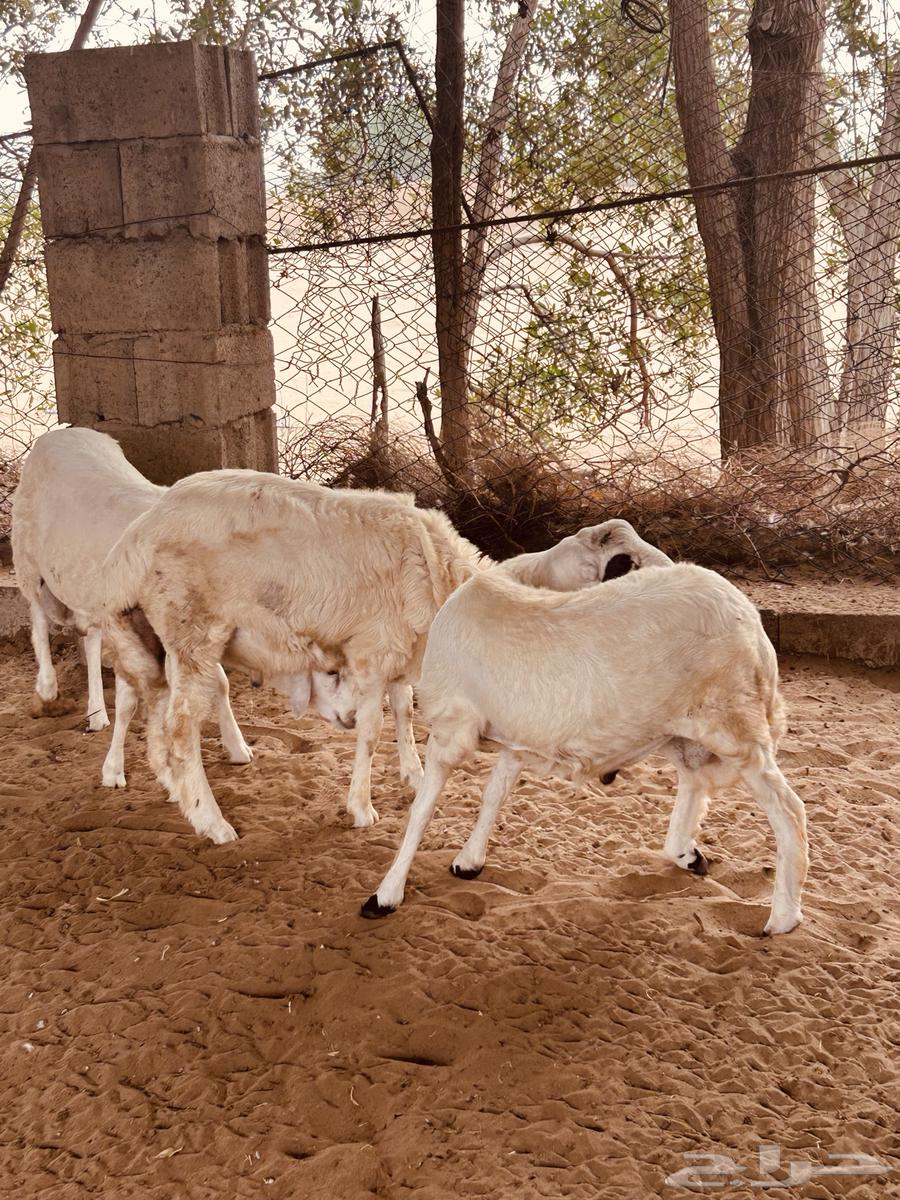 طليان64551661721346110