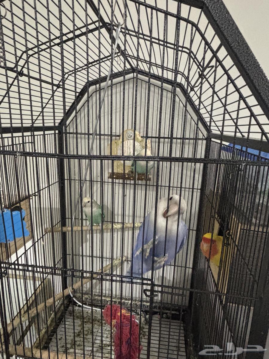 طيور روز جوزين وذكر64546999024131113