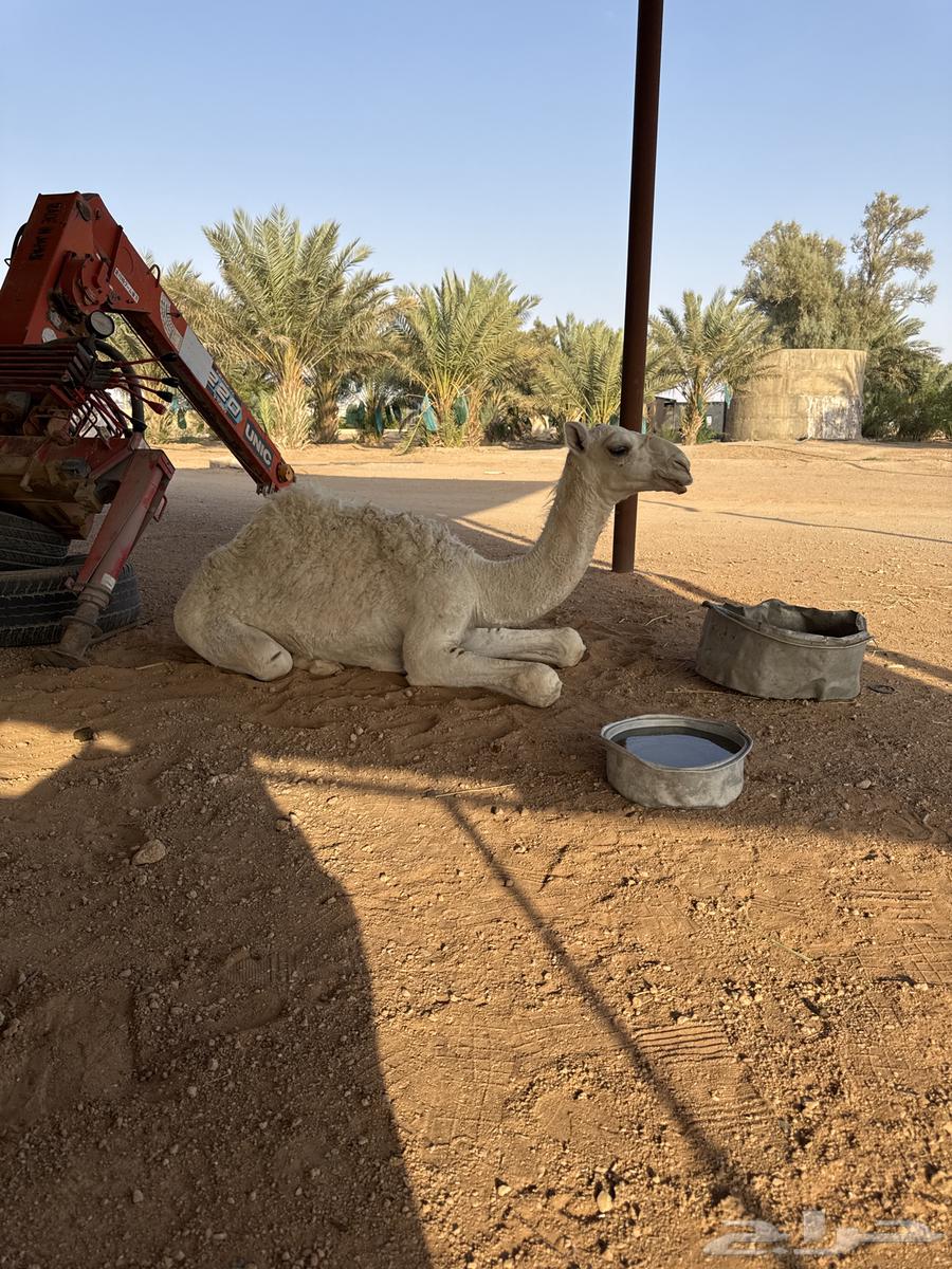 بكره للبيع عمره 6 شهور64549107054467111