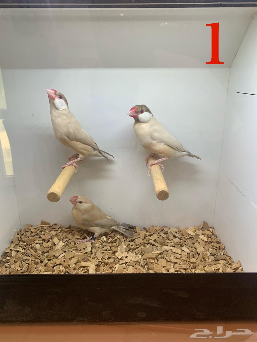 ( تم البيع ) الجوز جاوا فنش فاون و اقات نورمل64548364548355110