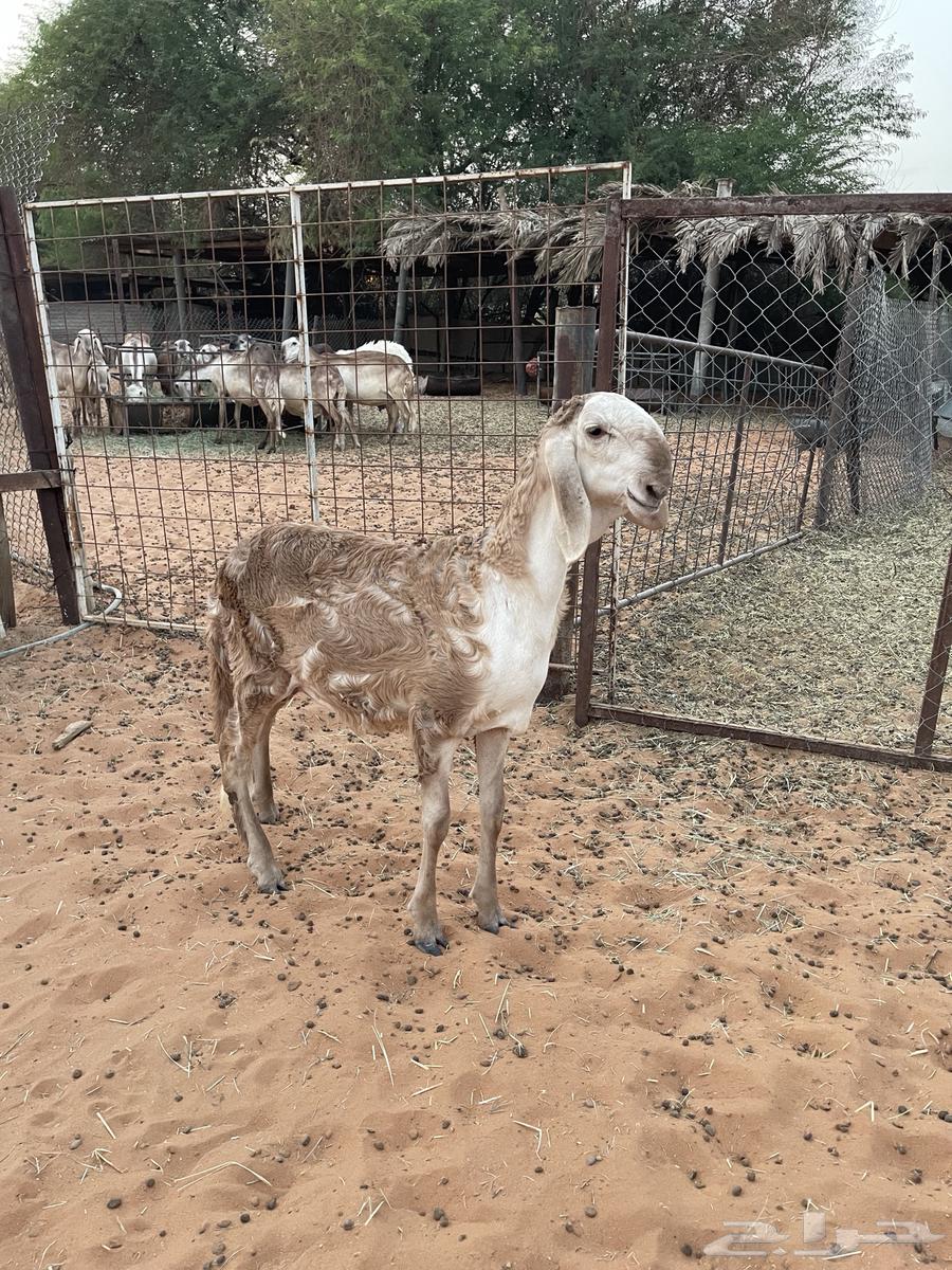 للبيع رخل ساكليه64551705227522110