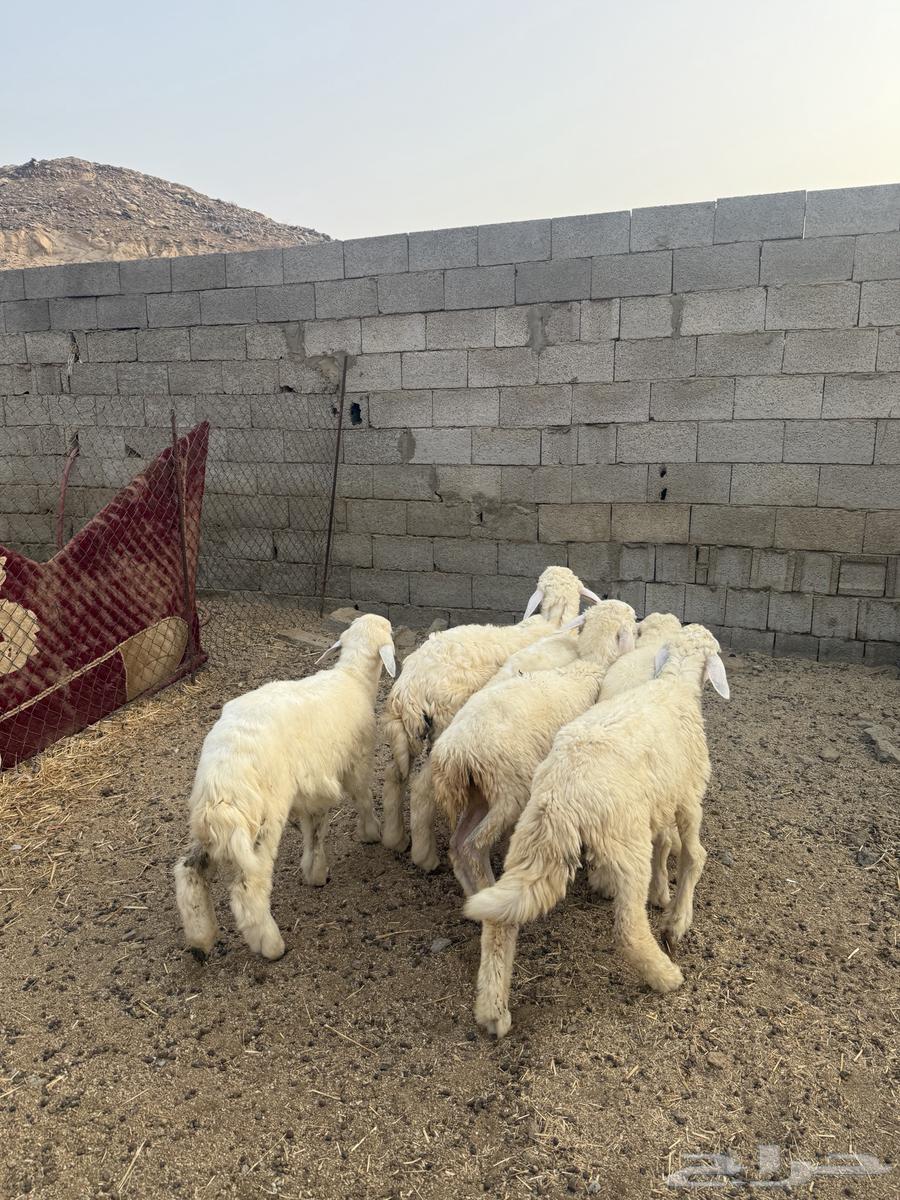 طليان ورخال 680 (تم البيع )64545556839554113