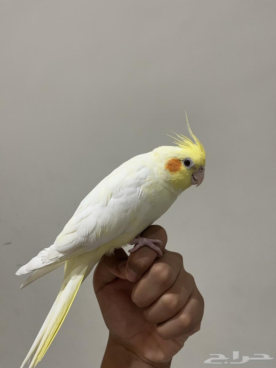 كروان هدد داخلي و هدد خارجي64549726021507110