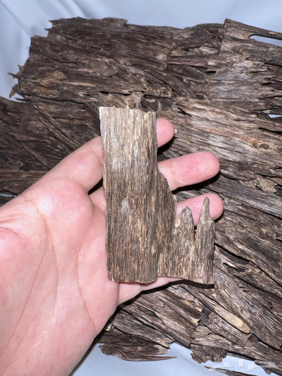 عود هندي64552105621763112