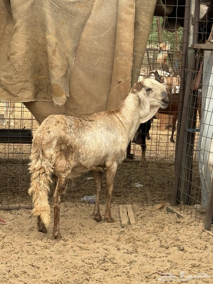 فحل سواكن درماني64547026697603111