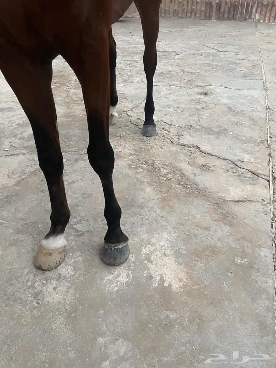 حصان واهو ولد كنز البداير64552434751363112