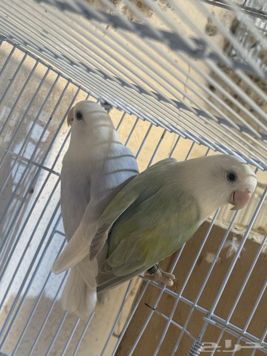 للبيع جوزين روز64544877390210113